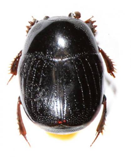 Chalcionellus decemstriatus decemstriatus